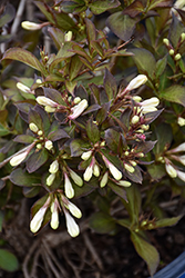 Afterglow Weigela (Weigela florida 'AZ') at Lakeshore Garden Centres