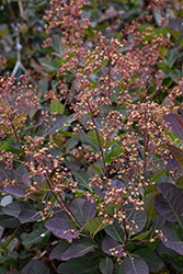 The Velvet Fog Smokebush (Cotinus coggygria 'SMNCCPP3') at Lakeshore Garden Centres