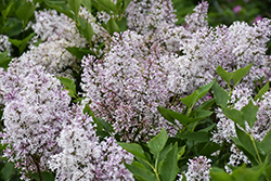 Dream Cloud Manchurian Lilac (Syringa patula 'Dream Cloud') at Lakeshore Garden Centres