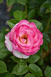Miss Congeniality Rose (Rosa 'WEKpurmebep') at Lakeshore Garden Centres