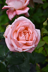 New Zealand Rose (Rosa 'MACgenev') at Lakeshore Garden Centres
