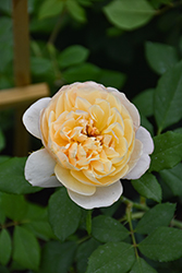 Roald Dahl Rose (Rosa 'Ausowlish') at Lakeshore Garden Centres