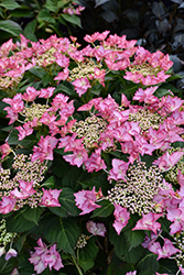 Seaside Serenade Crystal Cove Hydrangea (Hydrangea macrophylla 'Crystal Cove') at Lakeshore Garden Centres