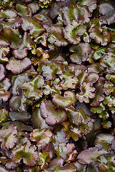 Pink Elf Saxifrage (Saxifraga fortunei 'Pink Elf') at Lakeshore Garden Centres