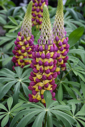 Westcountry Manhattan Lights Lupine (Lupinus 'Manhattan Lights') at Lakeshore Garden Centres