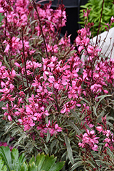 Gambit Variegata Rose Gaura (Gaura lindheimeri 'Gambit Variegata Rose') at Lakeshore Garden Centres