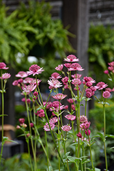 Abbey Road Masterwort (Astrantia major 'Abbey Road') at Lakeshore Garden Centres