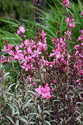 Gambit Variegata Rose Gaura (Gaura lindheimeri 'Gambit Variegata Rose') at Lakeshore Garden Centres