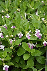 Royal Velvet Distinction Bastard Balm (Melittis melissophyllum 'Royal Velvet Distinction') at Lakeshore Garden Centres