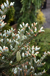 Silver Korean Fir (Abies koreana 'Silberlocke') at Lakeshore Garden Centres