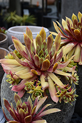 Chick Charms GIANTS Gold Mine Hens And Chicks (Sempervivum 'Gold Mine') at Lakeshore Garden Centres