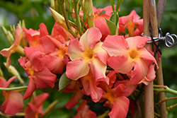 Diamantina Coral Orange Sunrise Mandevilla (Mandevilla 'LANOKLAHOMA') at Lakeshore Garden Centres