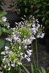Fireworks Agapanthus (Agapanthus 'MDB001') at Lakeshore Garden Centres