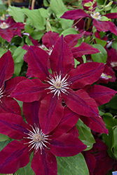 Rebecca Clematis (Clematis 'Rebecca') at Lakeshore Garden Centres