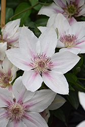Corinne Clematis (Clematis 'Evipo063') at Lakeshore Garden Centres