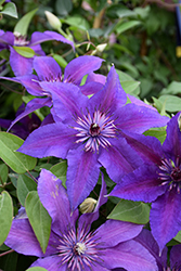 Edda Clematis (Clematis 'Evipo074') at Lakeshore Garden Centres