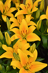 Lily Looks Tiny Bee Lily (Lilium 'Tiny Bee') at Lakeshore Garden Centres
