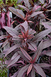 Black Truffle Cardinal Flower (Lobelia cardinalis 'Black Truffle') at Lakeshore Garden Centres