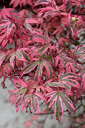 Geisha Gone Wild Japanese Maple (Acer palmatum 'Geisha Gone Wild') at Lakeshore Garden Centres