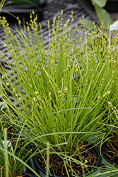 Eastern Star Sedge (Carex radiata) at Lakeshore Garden Centres