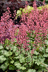 Paris Coral Bells (Heuchera 'Paris') at Lakeshore Garden Centres