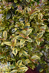 Lemon Swirl Variegated Brush Cherry (Eugenia myrtifolia 'Variegata') at Lakeshore Garden Centres