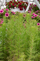 Elegant Feather Dog Fennel (Eupatorium capillifolium 'Elegant Feather') at Lakeshore Garden Centres