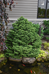 Dwarf Serbian Spruce (Picea omorika 'Nana') at Lakeshore Garden Centres