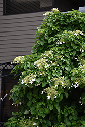 Climbing Hydrangea (Hydrangea anomala 'var. petiolaris') at Lakeshore Garden Centres