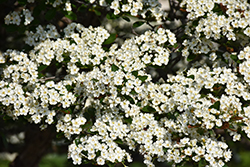 Thornless Cockspur Hawthorn (Crataegus crus-galli 'Inermis') at Lakeshore Garden Centres