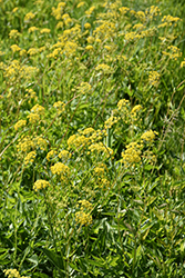 Golden Alexander (Zizia aurea) at Lakeshore Garden Centres