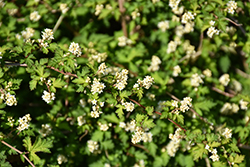 Cutleaf Stephanandra (Stephanandra incisa) at Lakeshore Garden Centres