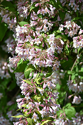 Beautybush (Kolkwitzia amabilis) at Lakeshore Garden Centres