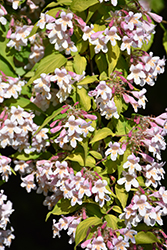 Dream Catcher Beautybush (Kolkwitzia amabilis 'Maradco') at Lakeshore Garden Centres