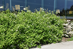 Compact Lemoine Deutzia (Deutzia x lemoinei 'Compacta') at Lakeshore Garden Centres
