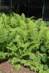 Goldie's Wood Fern (Dryopteris goldiana) at Lakeshore Garden Centres
