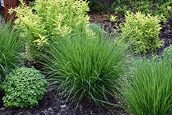 Moorhexe Purple Moor Grass (Molinia caerulea 'Moorhexe') at Lakeshore Garden Centres
