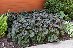 Britt Marie Crawford Rayflower (Ligularia dentata 'Britt Marie Crawford') at Lakeshore Garden Centres