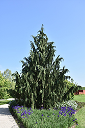 Weeping Nootka Cypress (Chamaecyparis nootkatensis 'Pendula') at Lakeshore Garden Centres