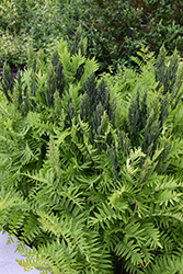 Royal Fern (Osmunda regalis) at Lakeshore Garden Centres