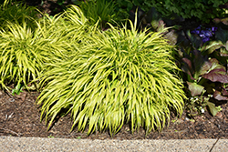 All Gold Hakone Grass (Hakonechloa macra 'All Gold') at Lakeshore Garden Centres