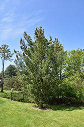 Columnar White Pine (Pinus strobus 'Fastigiata') at Lakeshore Garden Centres