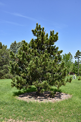 Bosnian Pine (Pinus heldreichii) at Lakeshore Garden Centres