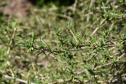 Thelma Ginkgo (Ginkgo biloba 'Thelma') at Lakeshore Garden Centres