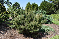 Manomet Jack Pine (Pinus banksiana 'Manomet') at Lakeshore Garden Centres