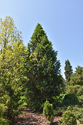 Columnar Norway Spruce (Picea abies 'Cupressina') at Lakeshore Garden Centres