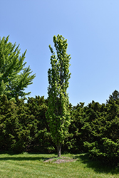 Prairie Sentinel Hackberry (Celtis occidentalis 'JFS-KSU1') at Lakeshore Garden Centres