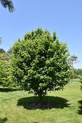 Jade Patina Hedge Maple (Acer campestre 'Ballee') at Lakeshore Garden Centres
