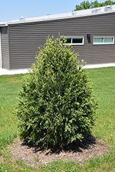 Technito Arborvitae (Thuja occidentalis 'Bailjohn') at Lakeshore Garden Centres