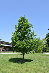 Oregon Trail Sugar Maple (Acer saccharum 'Hiawatha 1') at Lakeshore Garden Centres